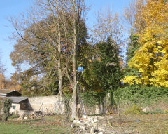 Abattage par Horizon Nature SARL