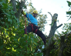 Abattage par Horizon Nature SARL