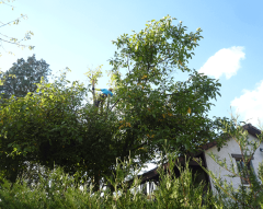 Abattage par Horizon Nature SARL